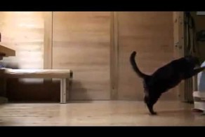 Смешные кошки 