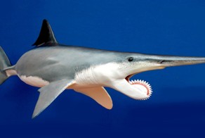 Странные Зубки у Животных!