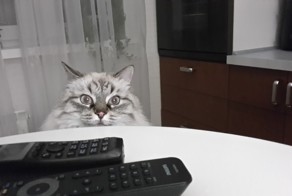 Куриная котлета? Да, ну-у...! Молока бы !!!