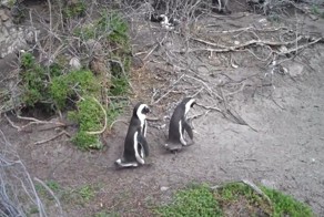 Пингвиний бойцовский клуб