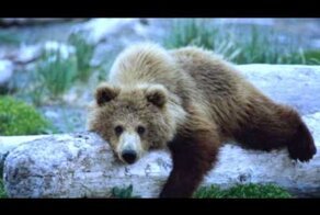 Моя Родина Сибирь