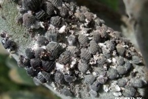 Из чего сделана &quot;Кока-Кола&quot;