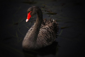 Россия намерена выпустить «решающего чёрного лебедя» против Запада