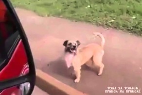Преданная собака бежала  за хозяином который попал в скорую помощь
