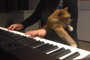 Кот и пианино