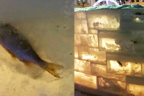 В Кирове ледяной городок построили из блоков с вмерзшей рыбой