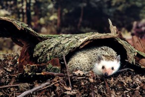  Фотографии животных 