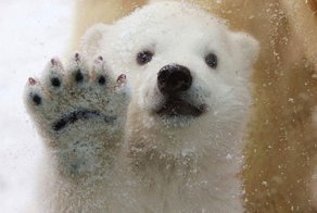 Зверьё ё-мое!