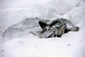 Пёс больше недели полз по обочине с перебитыми лапами 