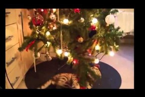 Кот валит елку в Новый Год! 