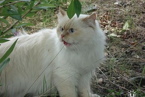 Чем нельзя кормить котов