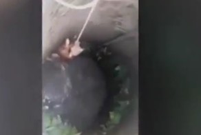 Чудесное спасение собаки из глубокого колодца