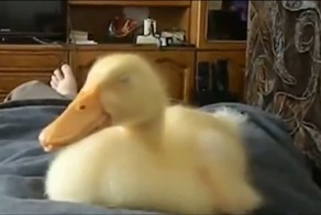 Как храпит уточка