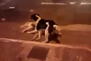 Пример настоящей дружбы между животными