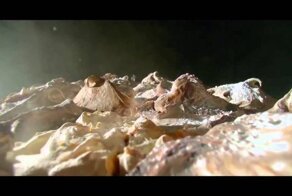 Самая крутая реклама масла