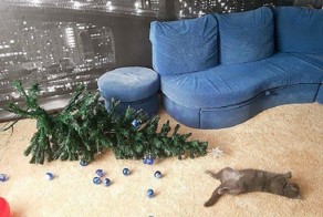 Кот валит елку в Новый Год!