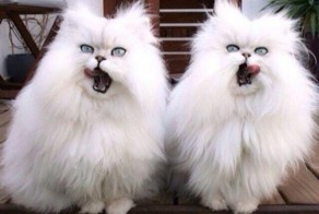 "Синхронизация прошла успешно"