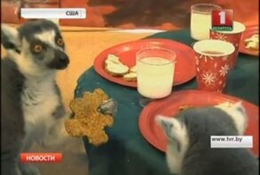 Корпоратив лемуров