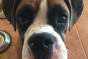 Ужаленные собаки, которым не следовало связываться с пчёлами