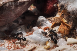 Генеральная уборка на муравьином кладбище