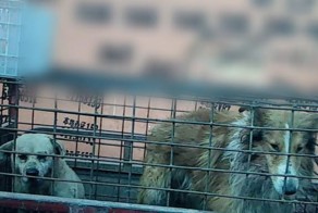 Китайские кожаные перчатки сделанные из собак