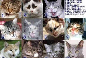 Блатата среди котэ