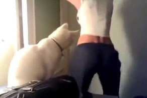 Кот засмотрелся на попу девушки