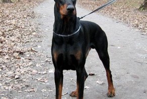 Доберман "Рембо"