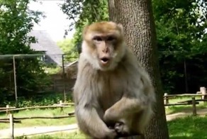 Грозная обезьяна 