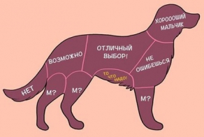Как правильно гладить животных