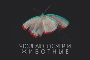 Жизнь не так и коротка