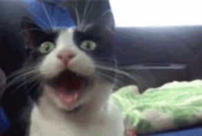 14 смешных гифок с животными, идеально отражающие этапы флирта  