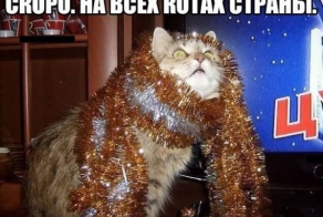 Котоматрицы  на Новый  год