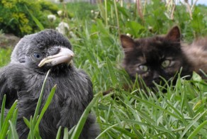 Хитрюга  ворона 