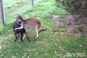 Кенгуру играет с ротвейлером