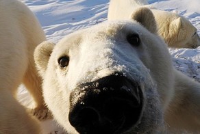  Интересные факты из жизни полярных медведей
