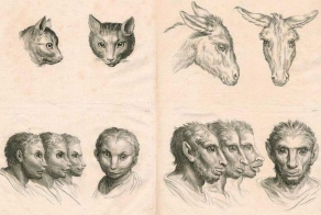 Варианты эволюции