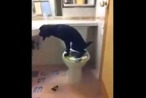 Собака ходит в туалет