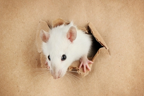 Восточный гороскоп на 2015