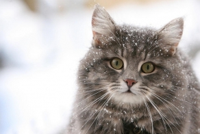 Зима - кошки торжествуют! 