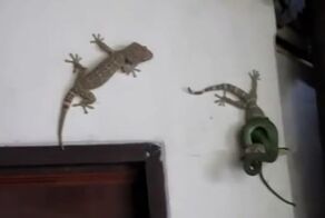 Настоящий маленький герой