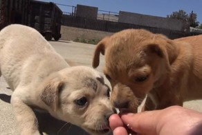 Чудесное спасение и преображение щенков