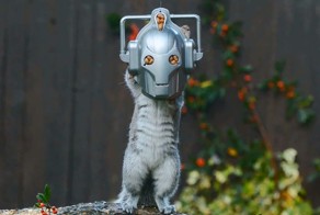 Забавная кормушка для белок