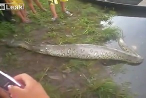 Вскрытие живой анаконды