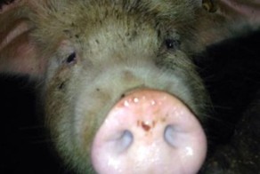 Как правильно разделать тушу свиньи