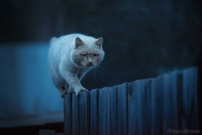 30 лучших снимков National Geographic за год