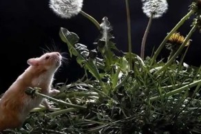 Мы хомяки и мы хомячим (Юмор) - Ансамбль Семицветик