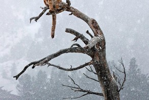 Зима + зверушки = красота