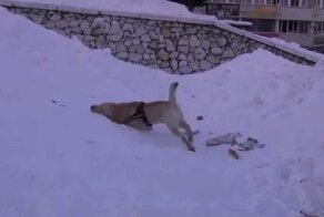 Пес очень любит снег.