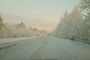 За елочкой